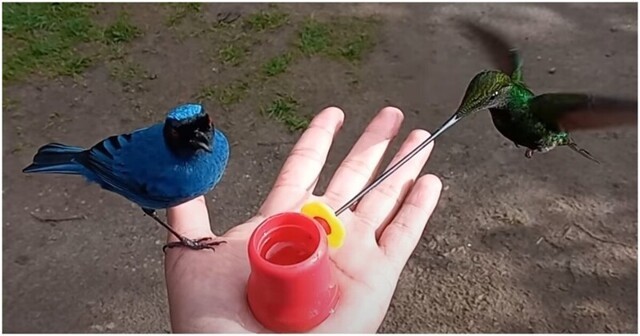 Дозаправка в воздухе: птицы пьют воду из поилки