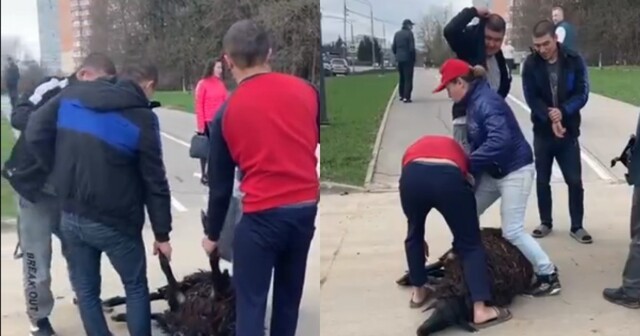 "Вы что творите?": жительница Москвы возмутилась мигрантами,  решившими зарезать барана прямо на стройке Троицкого леса