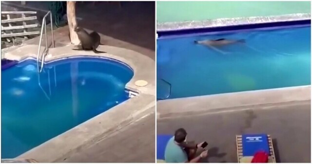 Наглый тюлень решил поплавать в бассейне отеля и позагорать