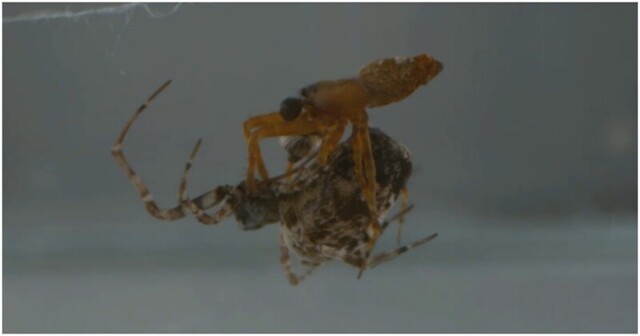 Некоторые пауки-самцы катапультируются после спаривания, чтобы их не съели
