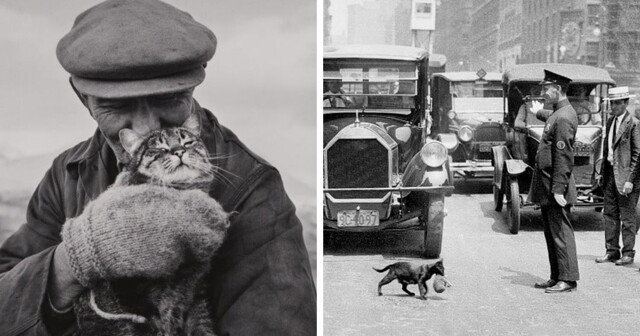 17 фото с котами, которые и много десятилетий назад были главными кумирами человечества