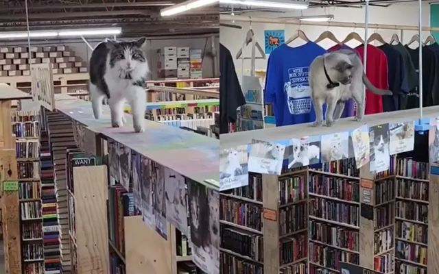 4 котика поселились в книжном магазине и сделали его мегапопулярным