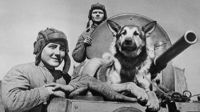 «Мохнатые ангелы»: как собаки помогли красноармейцам переломить хребет Третьего рейха