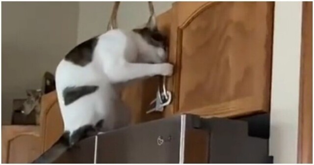 Кот "штурмует" дверцы кухонного шкафа