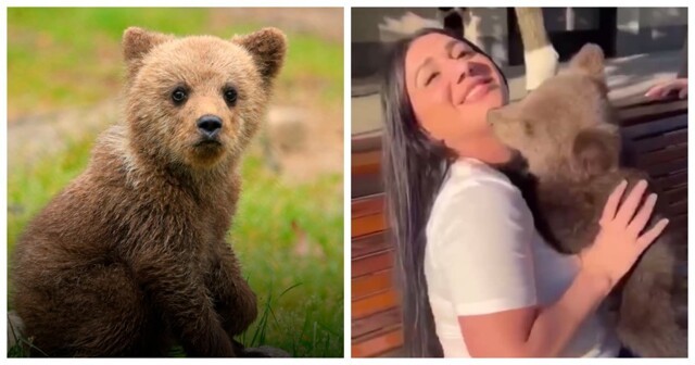 В Грозном медвежонок чуть не откусил девушке подбородок во время фотосессии