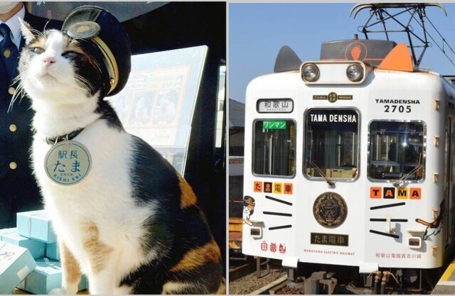 Усатые железнодорожники: станция в Японии, которой 15 лет управляют кошки