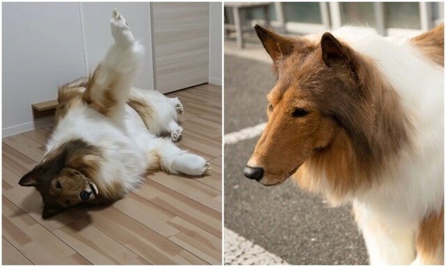 Японец ходит в костюме колли - чтобы понять, как живут собаки