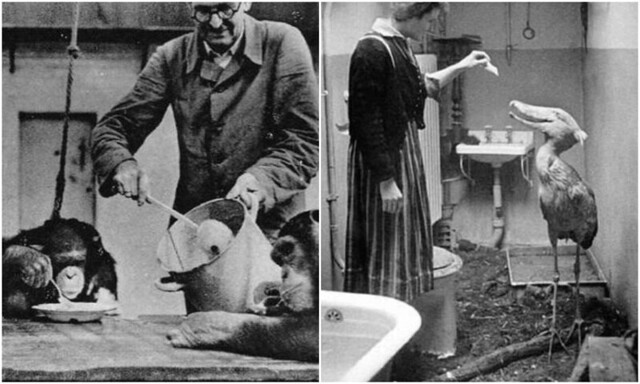 Животные Берлинского зоопарка во время Второй мировой войны