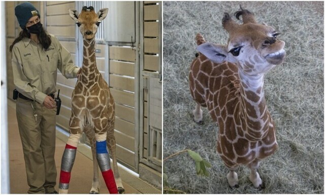 Команда врачей спасла маленького жирафа, вылечив ему ноги
