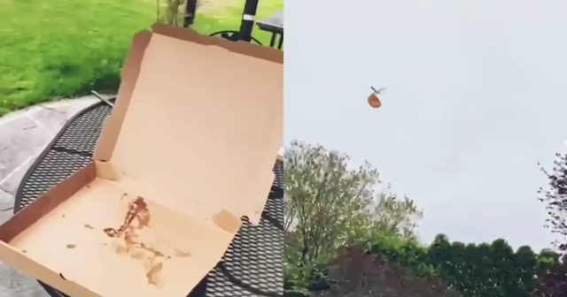 Чайка украла целую пиццу