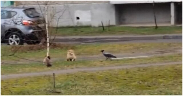 Задиристая ворона мешает кошкам уединиться