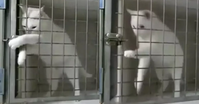 Невероятный побег кота из клетки
