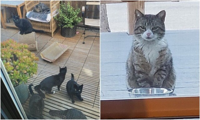 "Это не мой кот!": 20+ котеек, которые неожиданно заявились к людям
