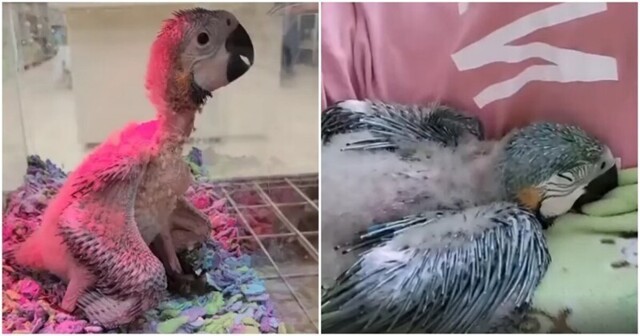 "Гадкий утенок": взросление птенца попугая ара