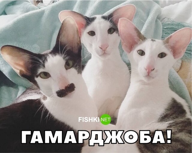 Смешные и познавательные картинки