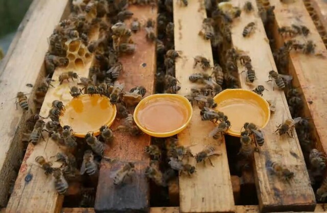 Какой мед выберут пчелы — домашний или магазинный