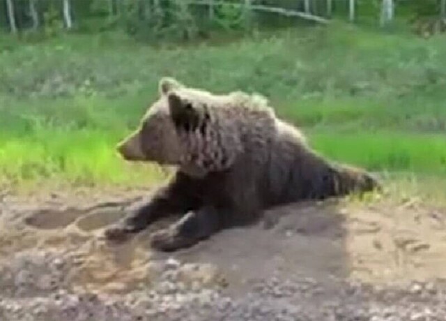 В Башкирии бурый медведь указал путнику дорогу до Уфы