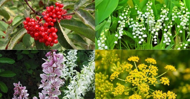 Ядовитая красота: растения, которые лучше лишний раз не трогать