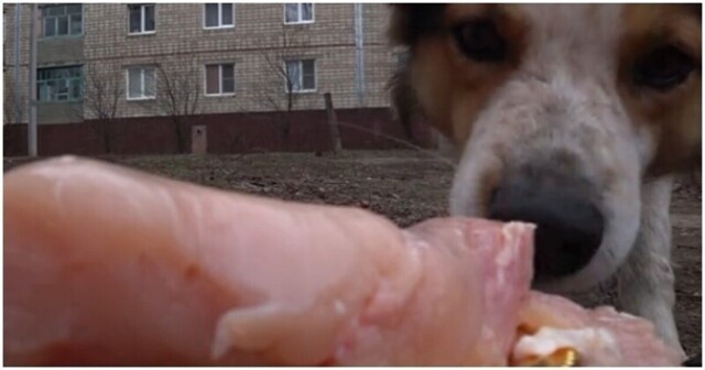 Лайкнул: пёс странным образом отблагодарил незнакомца за угощение