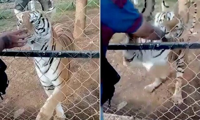 Служитель зоопарка попытался приласкать тигра и погиб