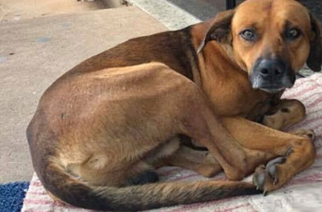 Собака отказалась покинуть госпиталь, где умер ее владелец