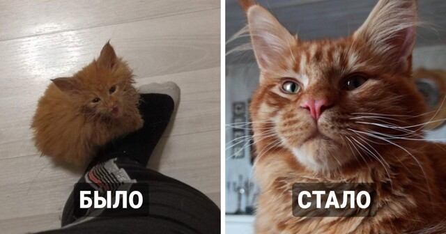 Тогда и сейчас: от крохотного котёнка до взрослого кота