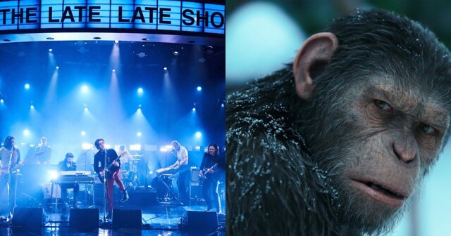 "Планета обезъян" или "Arctic Monkeys": исследование показало, что выбирают приматы