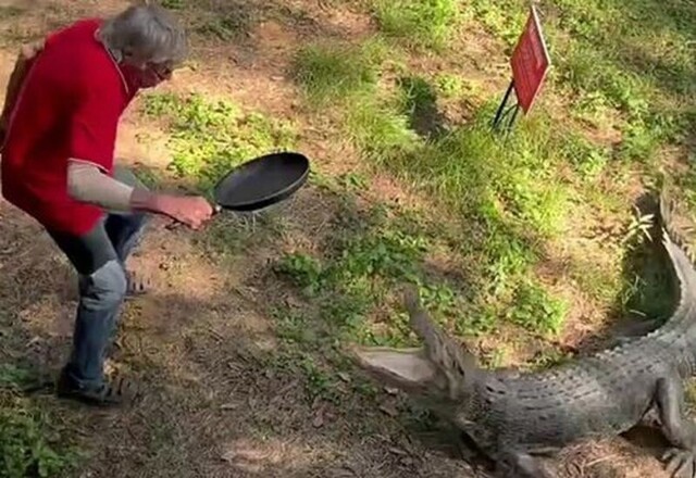 Тем временем в Австралии: владелец паба преподал крокодилу болезненный урок