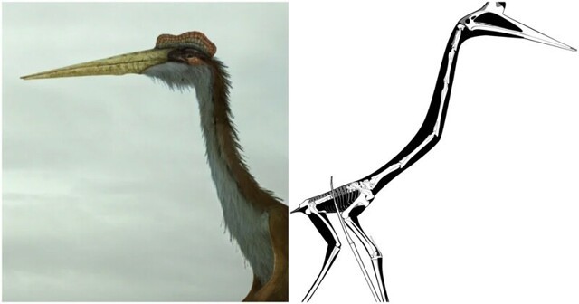 Как выглядел птерозавр размером с истребитель