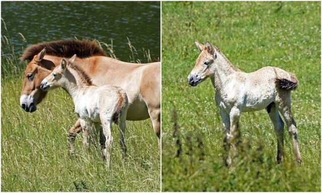 Надежда на спасение: в Англии родился жеребёнок лошади Пржевальского