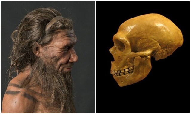 18 любопытных фактов о неандертальцах 