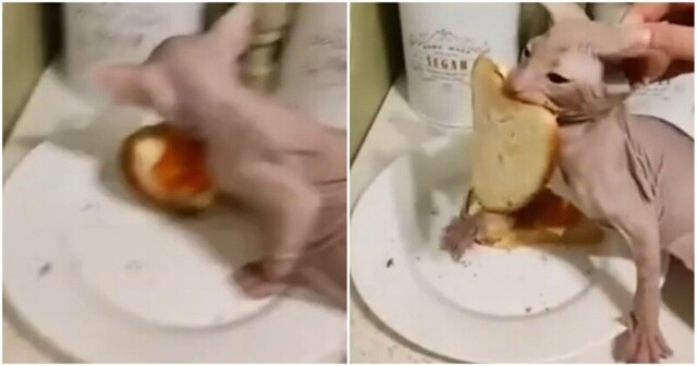Моё, не отдам: кот вцепился в бутерброд с рыбой