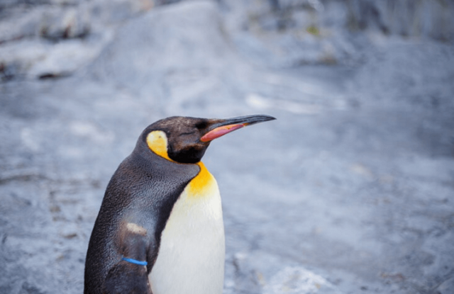 Пингвины из Японского океанариума объявили голодовку из-за антироссийских санкций