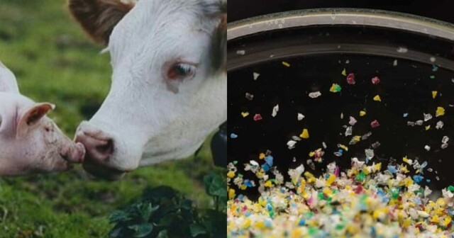 Пластмассовый мир победил? В мясе и молоке коров обнаружили микропластик