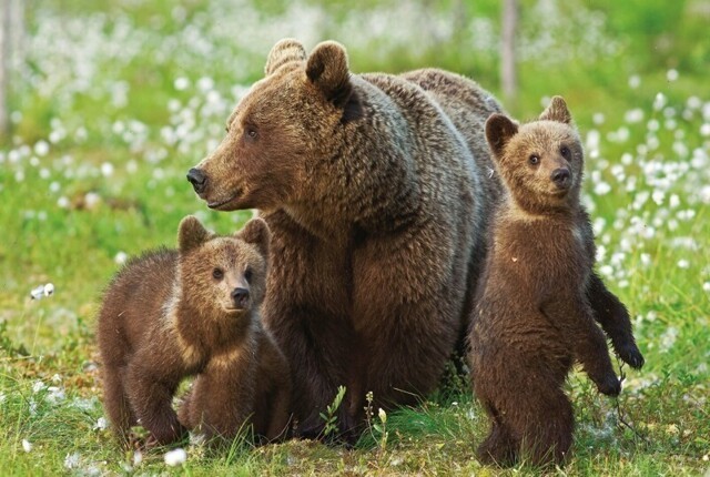 Редкое животное из Красной книги России: Бурый медведь