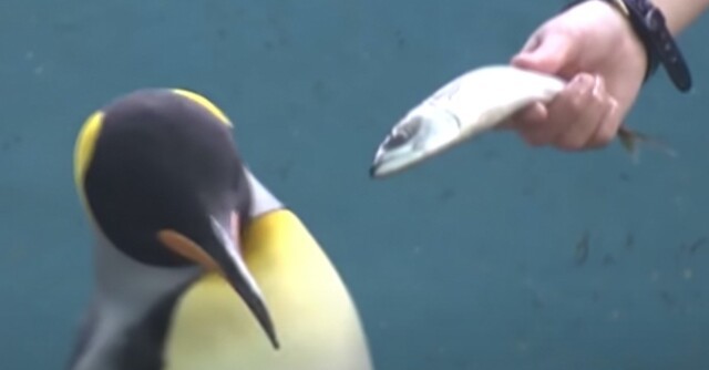Пингвины из японского океанариума отказываются есть дешевую рыбу