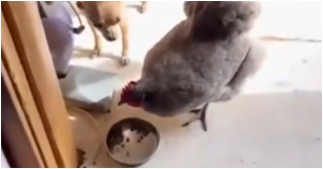Пёс не смог защитить свою миску с едой от курицы