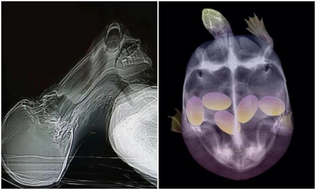 20+ любопытных рентгеновских снимков, которые покажут скрытые от глаз вещи