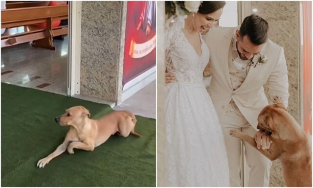 Бездомный пёс трогательно "поздравил" пару со свадьбой