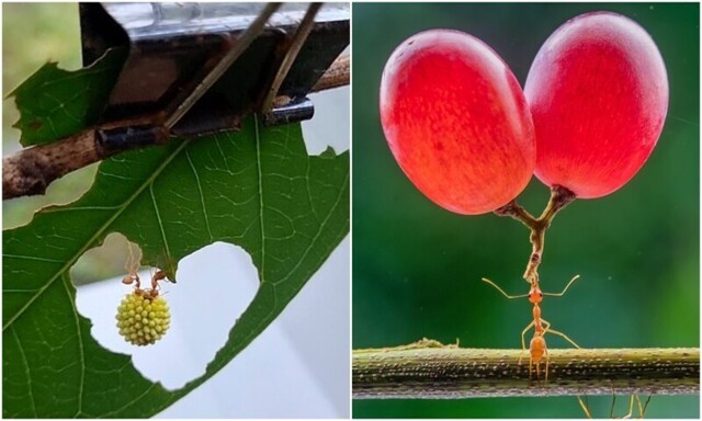 Фотограф делает удивительные макро-снимки с муравьями