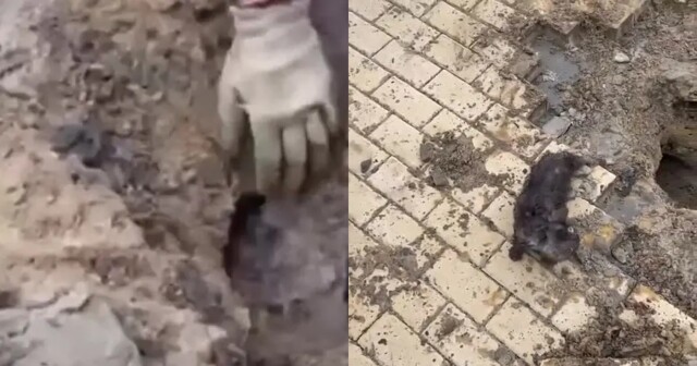 В Белгороде рабочие спасли котёнка, замурованного под тротуарной плиткой