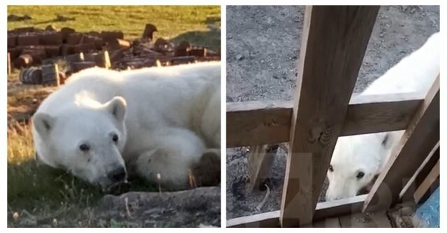 В Красноярском крае белый медведь попал в беду и пришёл за помощью к людям