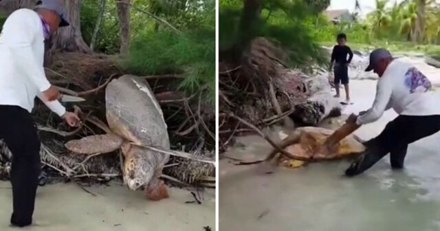 Черепаха застряла на пути к морю, и этот мужчина помог ей