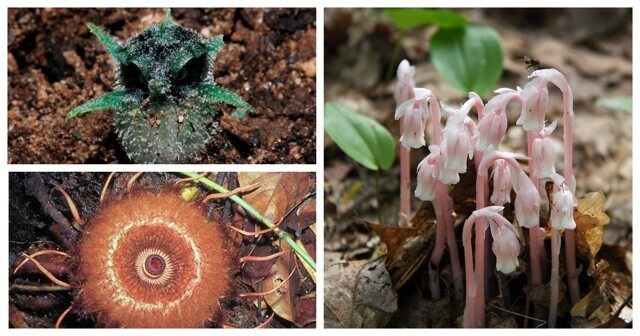 Вампиры ботанического мира: 20 грибных паразитов, которые пьют их "кровь"