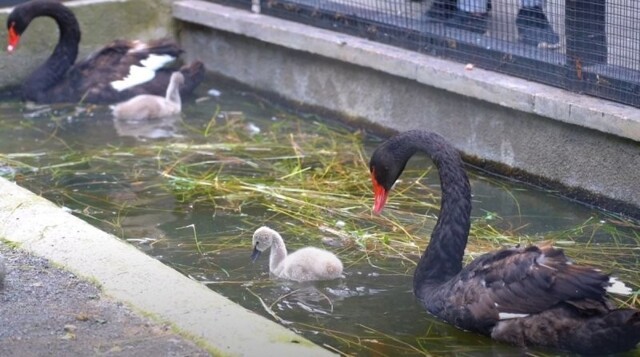 В Московском зоопарке вылупились три птенца черного лебедя