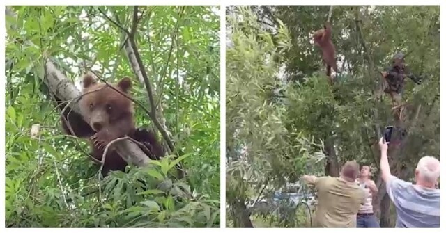 «Это Камчатка, детка!»: жители Петропавловска-Камчатского самостоятельно сняли медвежонка, который застрял на дереве