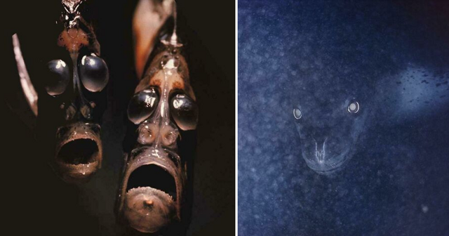 Кто проживает на дне океана? 35 фото из морских глубин