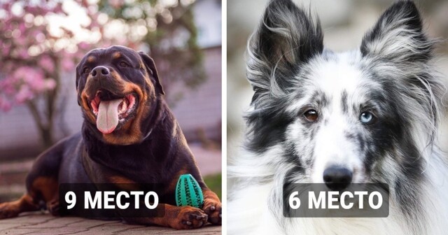 20 самых умных собак, которые являются настоящими Эйнштейнами в мире четверолапых