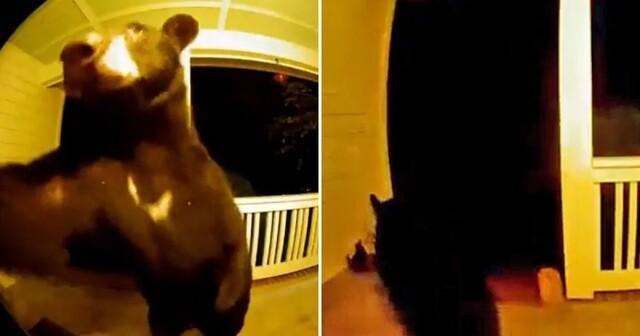 Медведь заглянул в дом в Южной Каролине и позвонил в звонок