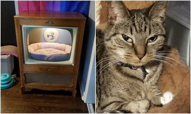 Клиент доволен: кошке смастерили домик из ретро-телевизора